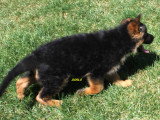 Chiots Berger Allemand LOF à vendre