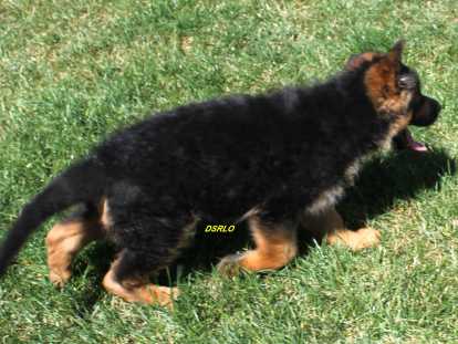 Chiots Berger Allemand LOF à vendre