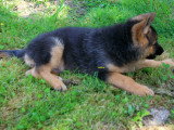 Chiots Berger Allemand LOF à vendre