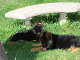 Chiots Berger Allemand LOF à vendre