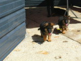 Chiots Berger Allemand LOF à vendre