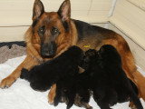 Chiots Berger Allemand LOF à vendre