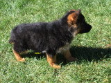 Chiots Berger Allemand LOF à vendre