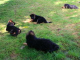 Chiots Berger Allemand LOF à vendre