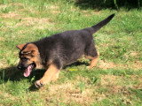 Chiots Berger Allemand LOF à vendre