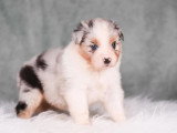 6 chiots Berger Australien LOF bleus merles et tricolore de mai 2026  à réserver