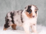 6 chiots Berger Australien LOF bleus merles et tricolore de mai 2026  à réserver
