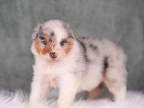6 chiots Berger Australien LOF bleus merles et tricolore de mai 2026  à réserver