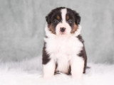 6 chiots Berger Australien LOF bleus merles et tricolore de mai 2026  à réserver