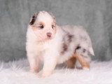 6 chiots Berger Australien LOF bleus merles et tricolore de mai 2026  à réserver