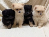 5 chiots mâles Spitz Allemand non LOF d'avril 2026 pour réservation