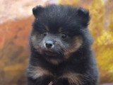 5 chiots mâles Spitz Allemand non LOF d'avril 2026 pour réservation
