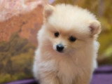 5 chiots mâles Spitz Allemand non LOF d'avril 2026 pour réservation