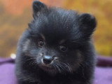 5 chiots mâles Spitz Allemand non LOF d'avril 2026 pour réservation