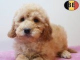 Chiots Cockapoo à vendre en animalerie