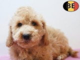Chiots Cockapoo à vendre en animalerie