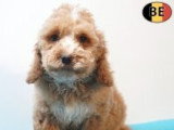 Chiots Cockapoo à vendre en animalerie