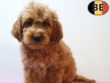 Chiots Cockapoo à vendre en animalerie