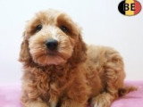 Chiots Cockapoo à vendre en animalerie