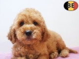 Chiots Cockapoo à vendre en animalerie