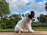7 chiots Jack Russell de mars 2026 LOF tricolore fauve blanc à vendre