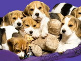 7 chiots Jack Russell de mars 2026 LOF tricolore fauve blanc à vendre
