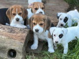 7 chiots Jack Russell de mars 2026 LOF tricolore fauve blanc à vendre