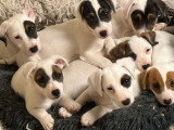 7 chiots Jack Russell de mars 2026 LOF tricolore fauve blanc à vendre