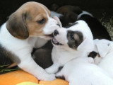 7 chiots Jack Russell de mars 2026 LOF tricolore fauve blanc à vendre