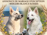 Chiots Berger Blanc Suisse LOF disponibles mi juillet 2026