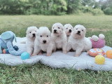 Chiots Berger Blanc Suisse LOF disponibles mi juillet 2026