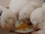 Chiots Berger Blanc Suisse LOF disponibles mi juillet 2026