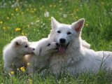 Chiots Berger Blanc Suisse LOF disponibles mi juillet 2026