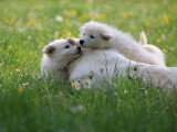 Chiots Berger Blanc Suisse LOF disponibles mi juillet 2026