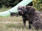 7 adorables chiots Cane Corso LOF à vendre