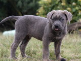 7 adorables chiots Cane Corso LOF à vendre
