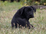 7 adorables chiots Cane Corso LOF à vendre