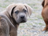 7 adorables chiots Cane Corso LOF à vendre