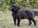 7 adorables chiots Cane Corso LOF à vendre