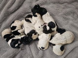 Chiots