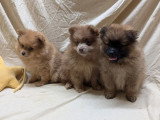 Deux chiots femelles Spitz Allemand fauve et lilac merle à réserver (non LOF)