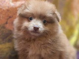Deux chiots femelles Spitz Allemand fauve et lilac merle à réserver (non LOF)