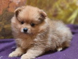 Deux chiots femelles Spitz Allemand fauve et lilac merle à réserver (non LOF)