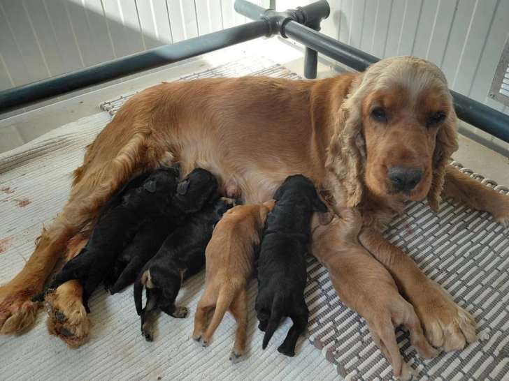 9 chiots Cocker Spaniel Anglais LOF nés juin 2026 à réserver