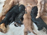 9 chiots Cocker Spaniel Anglais LOF nés juin 2026 à réserver