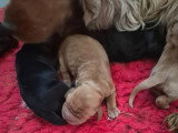 9 chiots Cocker Spaniel Anglais LOF nés juin 2026 à réserver