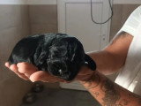 9 chiots Cocker Spaniel Anglais LOF nés juin 2026 à réserver