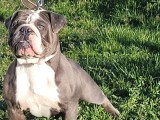 Chienne New English Bulldog bleue 2 ans non LOF à vendre