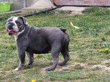 Chienne New English Bulldog bleue 2 ans non LOF à vendre