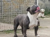 Chienne New English Bulldog bleue 2 ans non LOF à vendre